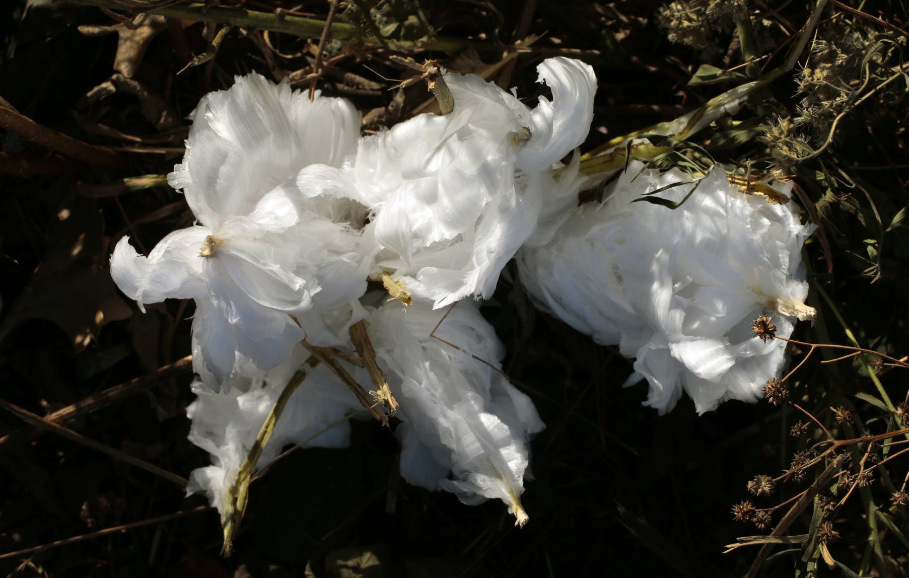 Frost flower "blooming" in Forest Park